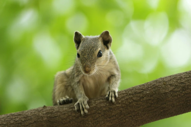 a squirrel standing on top of a tree nch