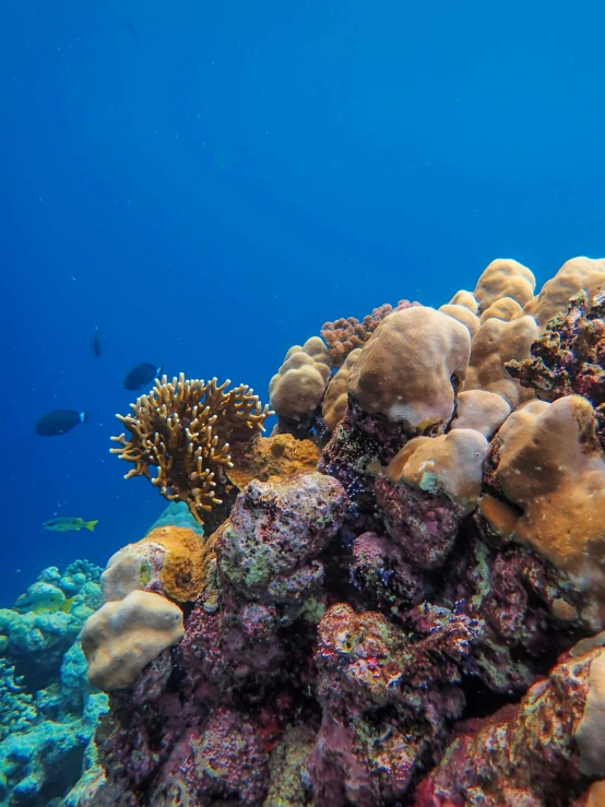 an underwater picture of colorful corals and anemone