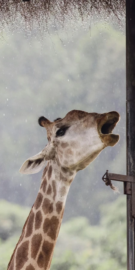 a giraffe with his mouth open is licking the fence