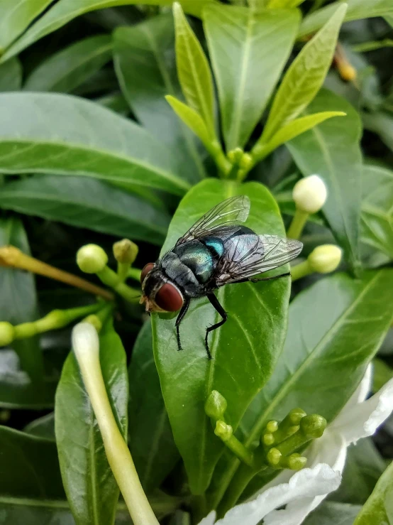 two flys sitting on a plant surrounded by leaves