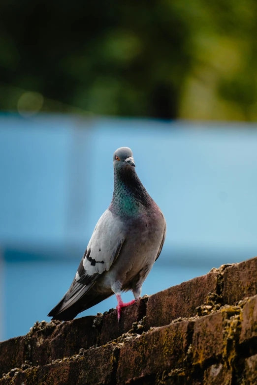 a pigeon perched on the ledge of a building