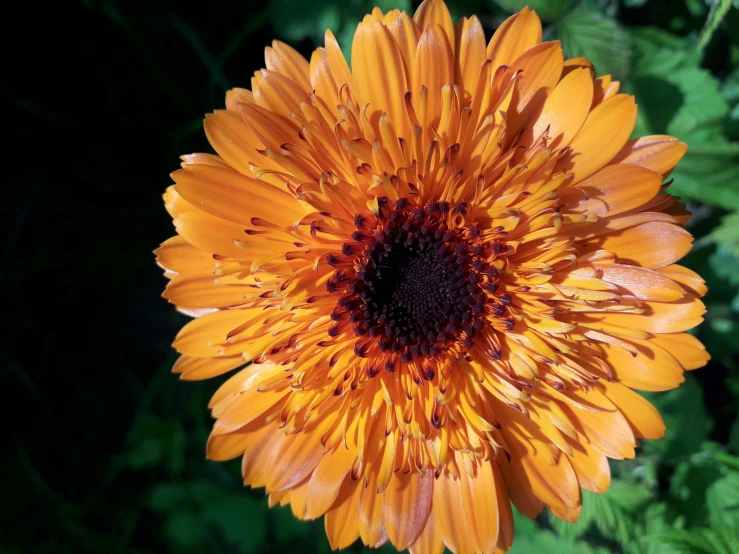 the large yellow flower is near many other plants