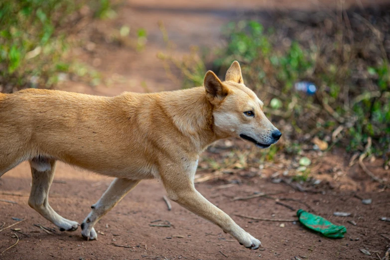 a brown dog with it's head close to the ground