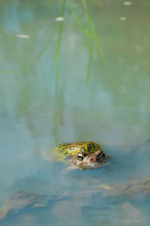 a frog floats on the surface of a pond