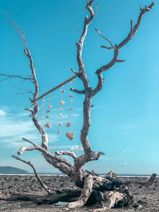 a tree with many things in it standing on some rocks