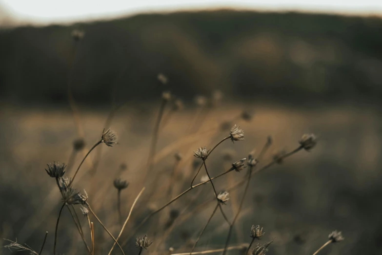 the flowers that are growing in the field are yellow