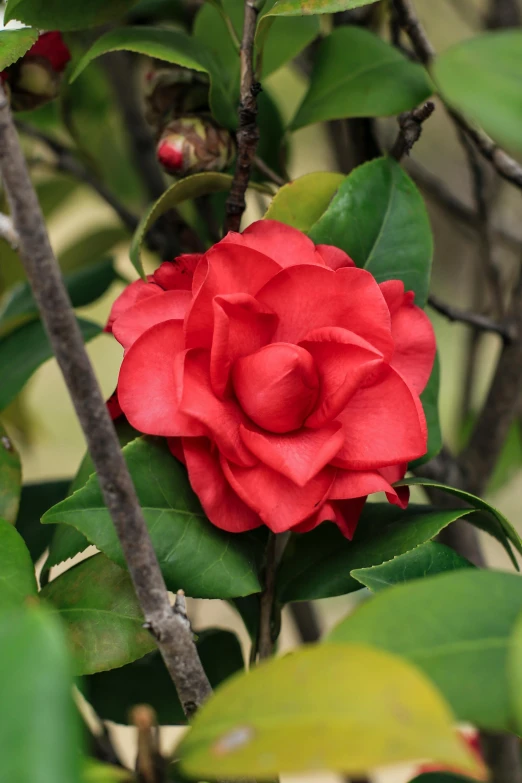 a red rose in the middle of some green leaves