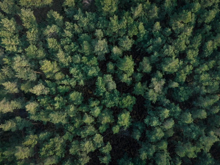 a large group of trees in the middle of a forest