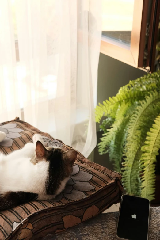 a cat lays on top of a cushion in the sunlight