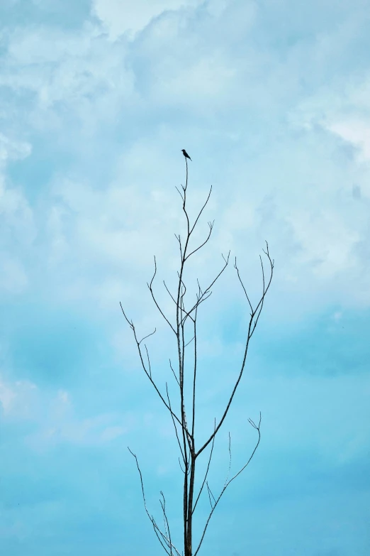 a lone black bird sitting in a tree