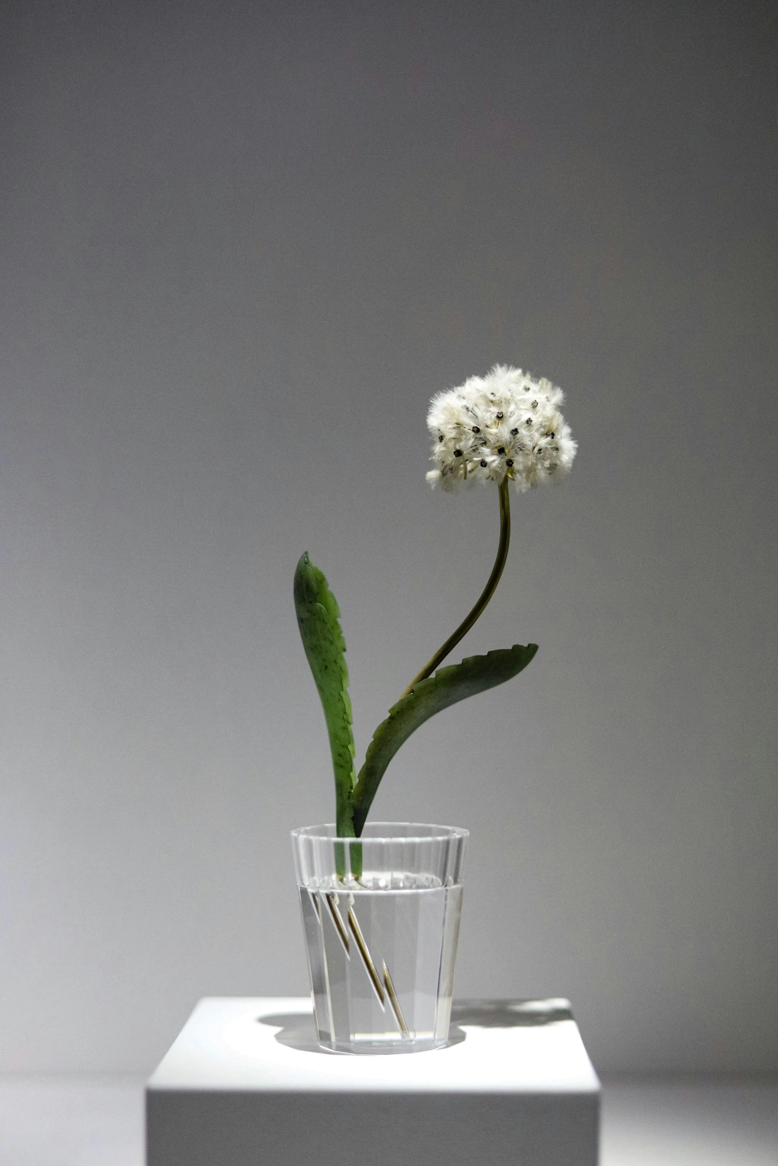 a small glass vase holding a green plant