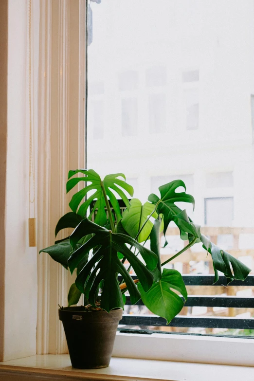 a potted plant on a window sill near a large window