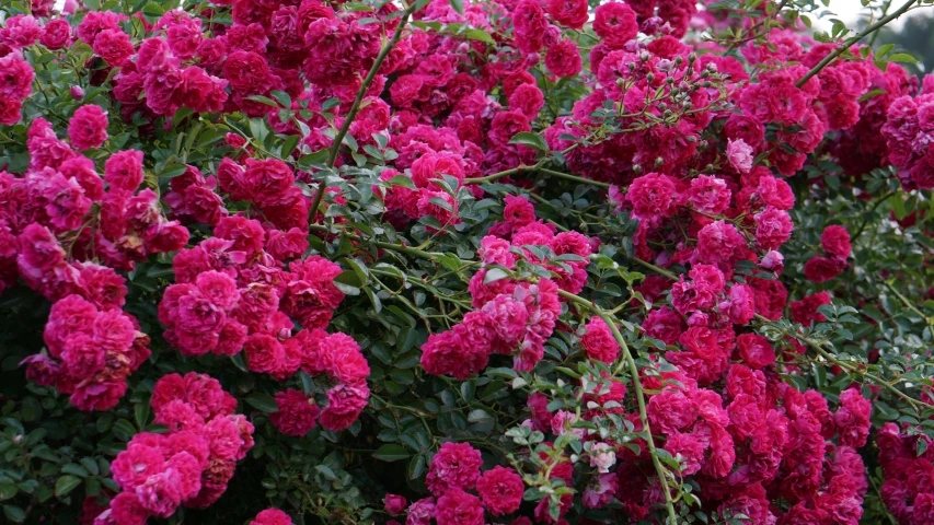 many red flowers are next to one another