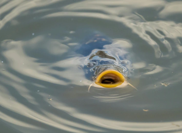 a blue bottle submerged in the water with some yellow around it