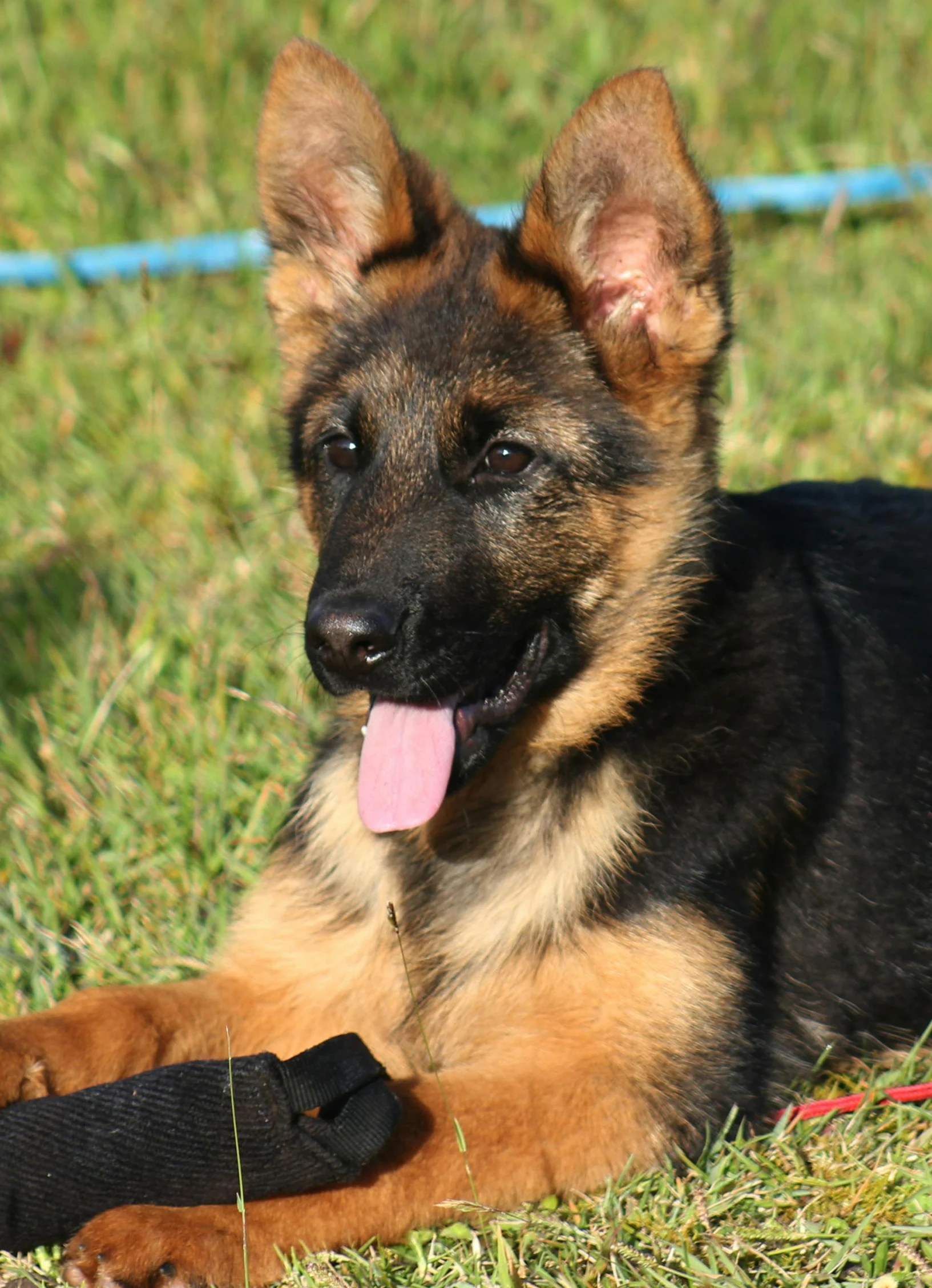 a german shepherd dog laying in the grass with a toy