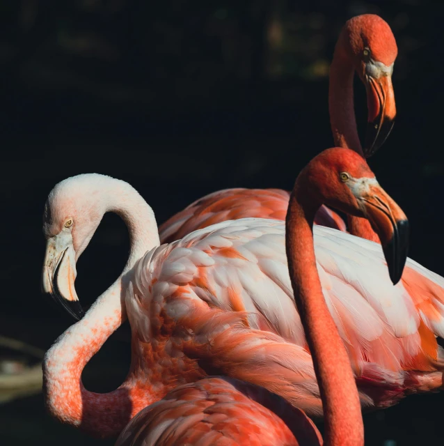 two flamingos are standing together in an enclosure