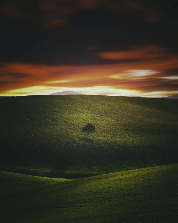 a lone tree in a green grassy plain at sunset