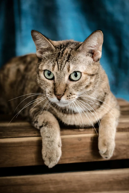 a cat that is sitting on top of a dresser