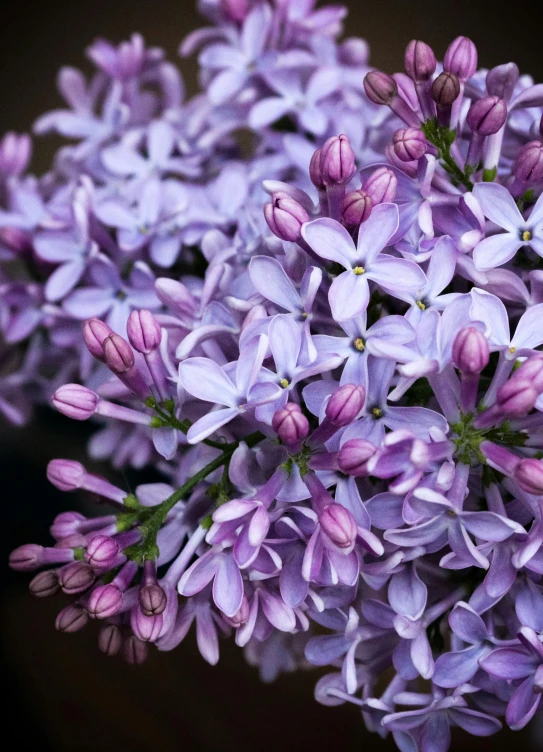 purple flowers that are blooming in the sunlight