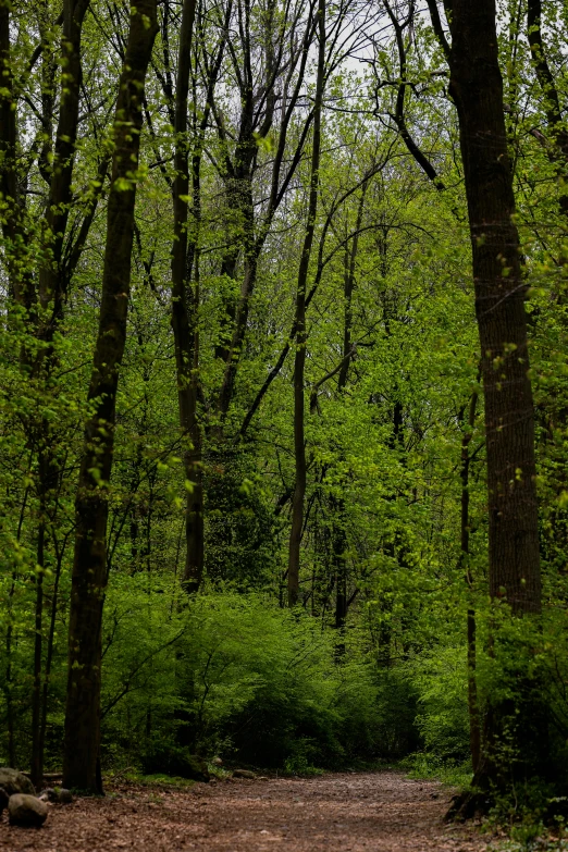 a dirt road that is lined with trees