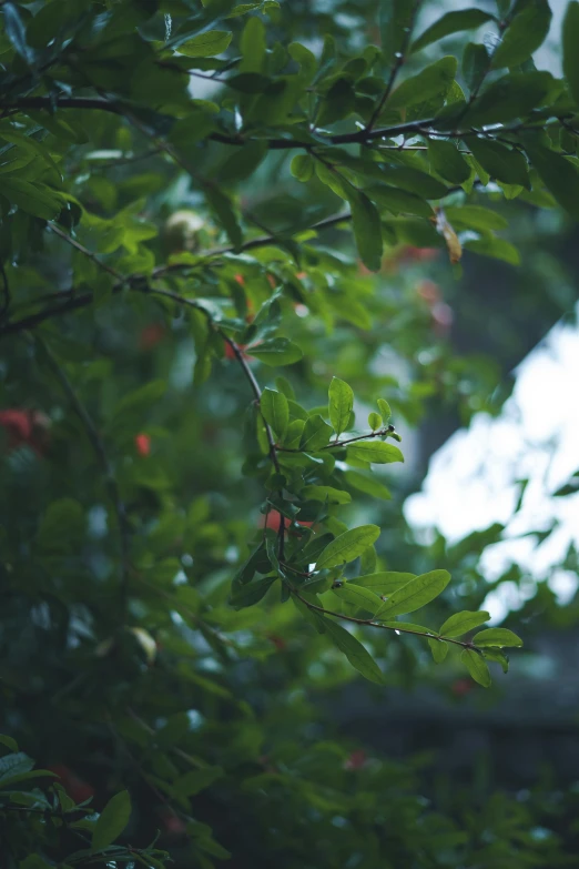 some trees are close up in the rain