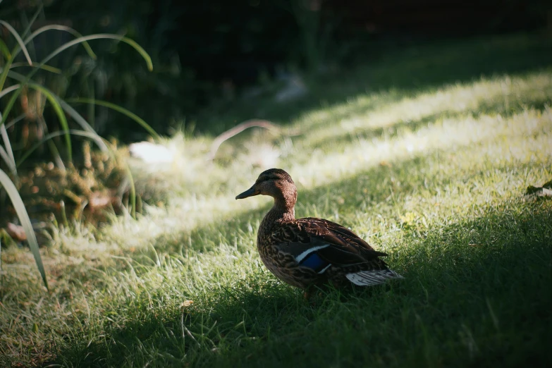 a duck sitting in the shade on the grass