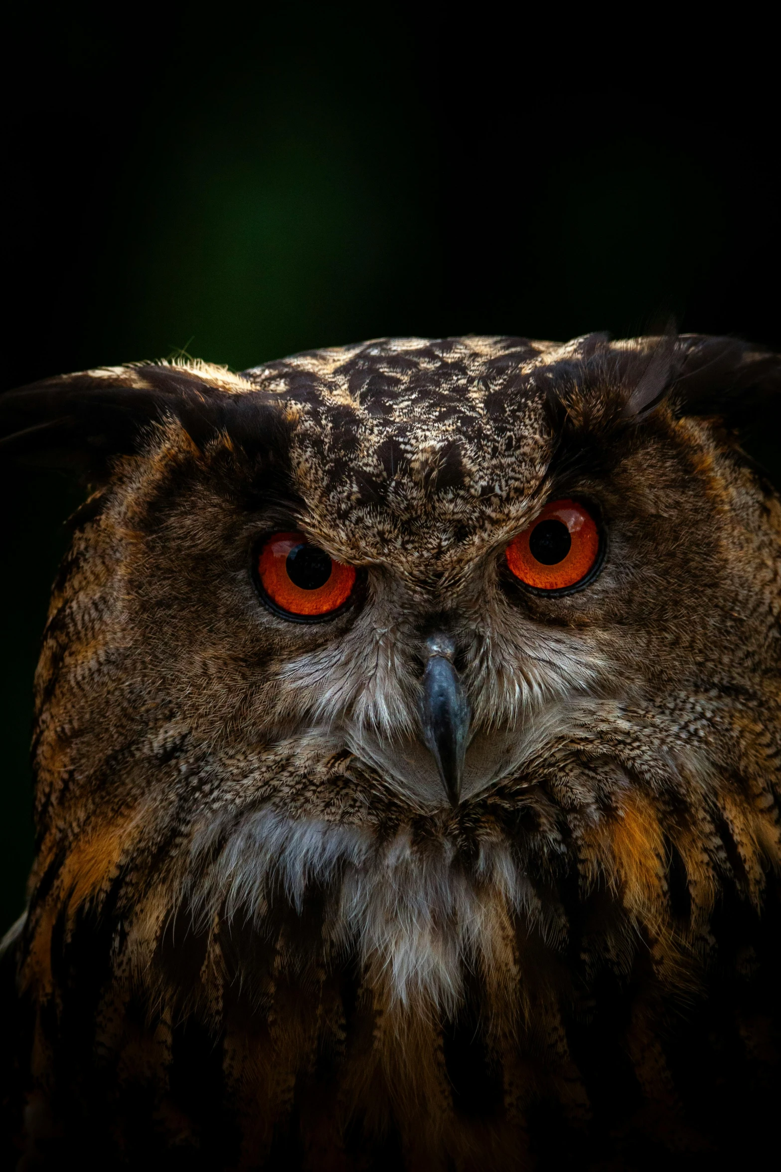 the head and shoulders of an owl with red eyes