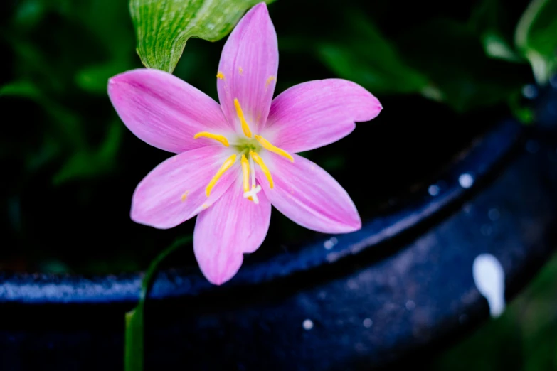 a close up of a pink flower with leaves