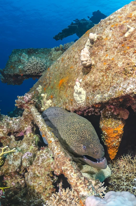 a fish and a coral on a wall in the sea