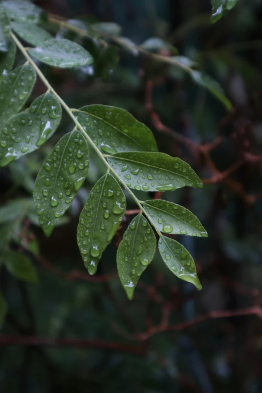 a nch with rain drops on it