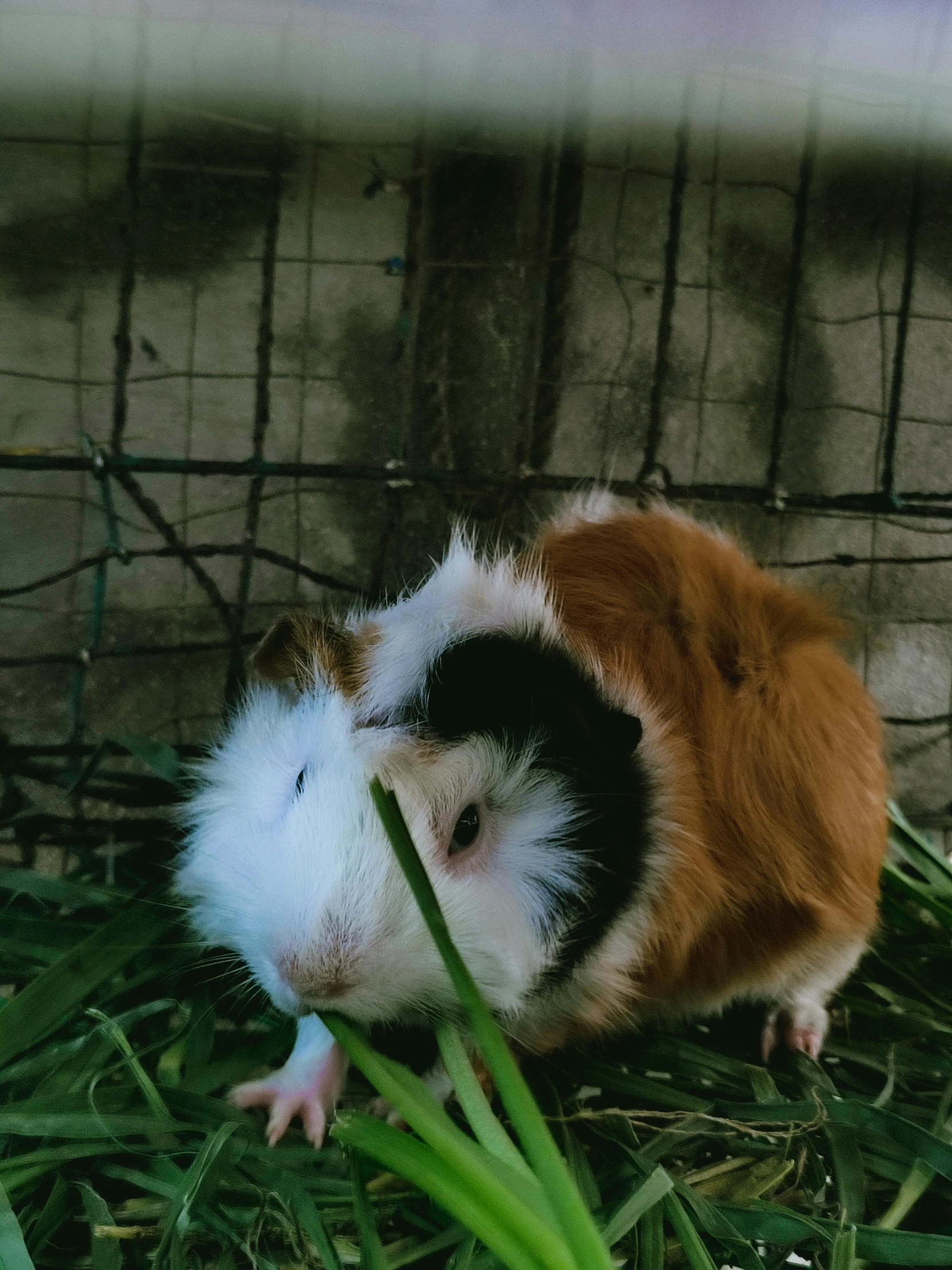 a guinea pig that is inside a cage