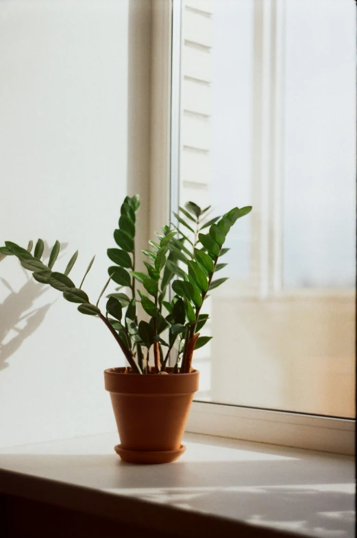 a plant with large green leaves in a clay pot on a windowsill