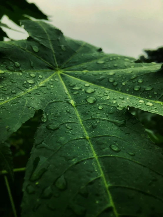 a large leaf with water droplets on it