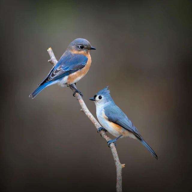 two little blue birds sitting on top of nches