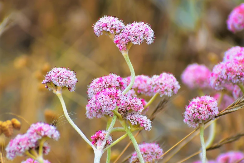 small pink flowers in the foreground and blurry brown background