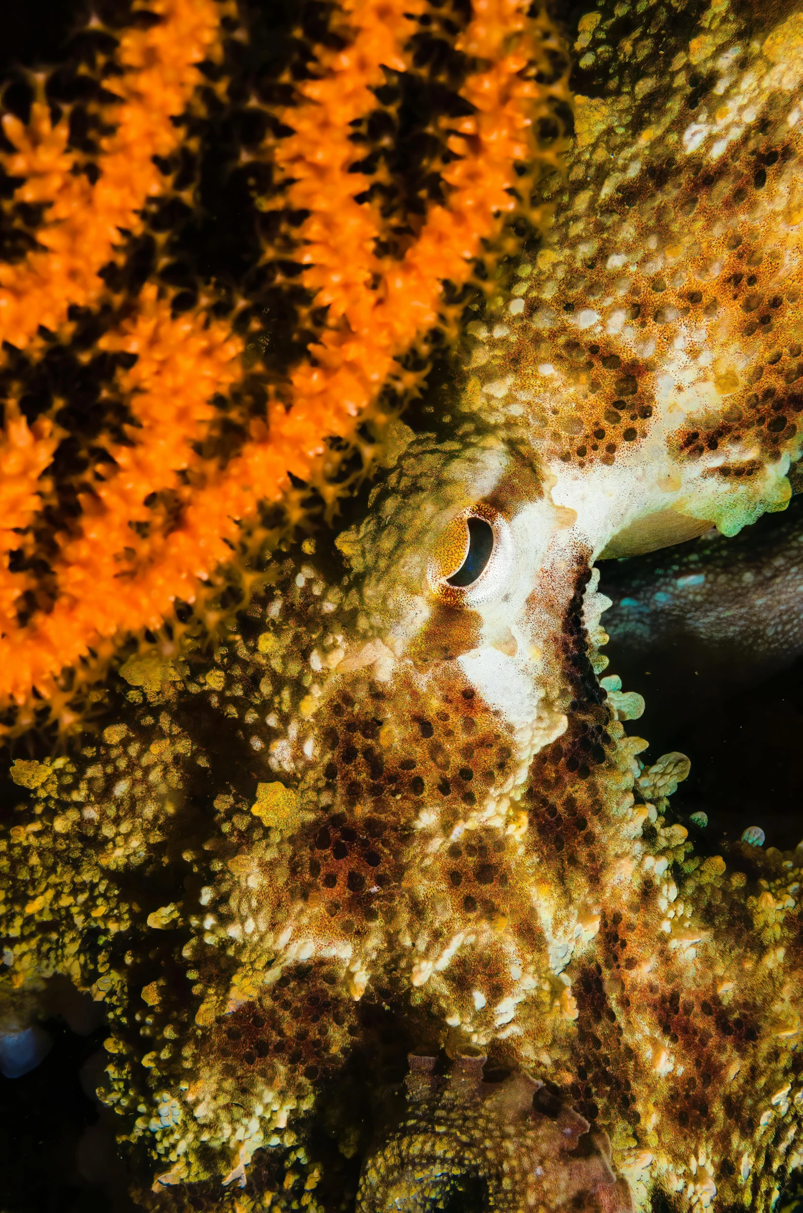 a large starfish swimming in the ocean with orange coral