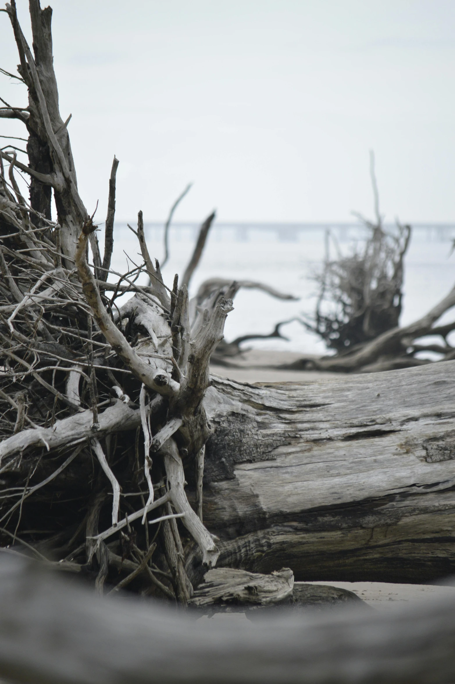 the bark is sticking from the dead tree trunks