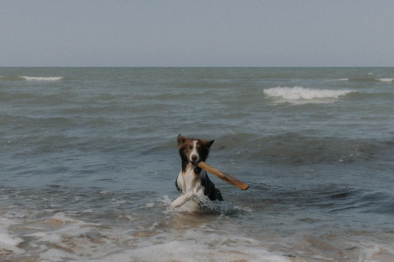 the dog is carrying a stick in his mouth