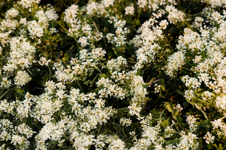 the small flowers have very little white blooms