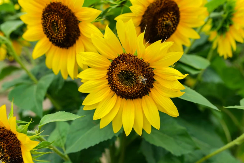 a group of sunflowers that are blooming in the garden