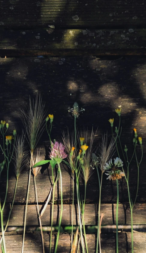 a collection of dried flowers growing outside a window