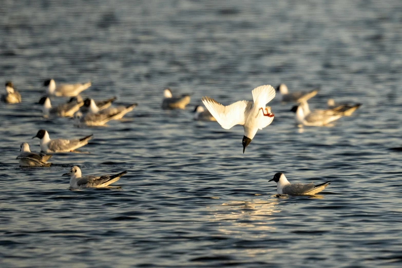 a flock of seagulls are in the water near the shore