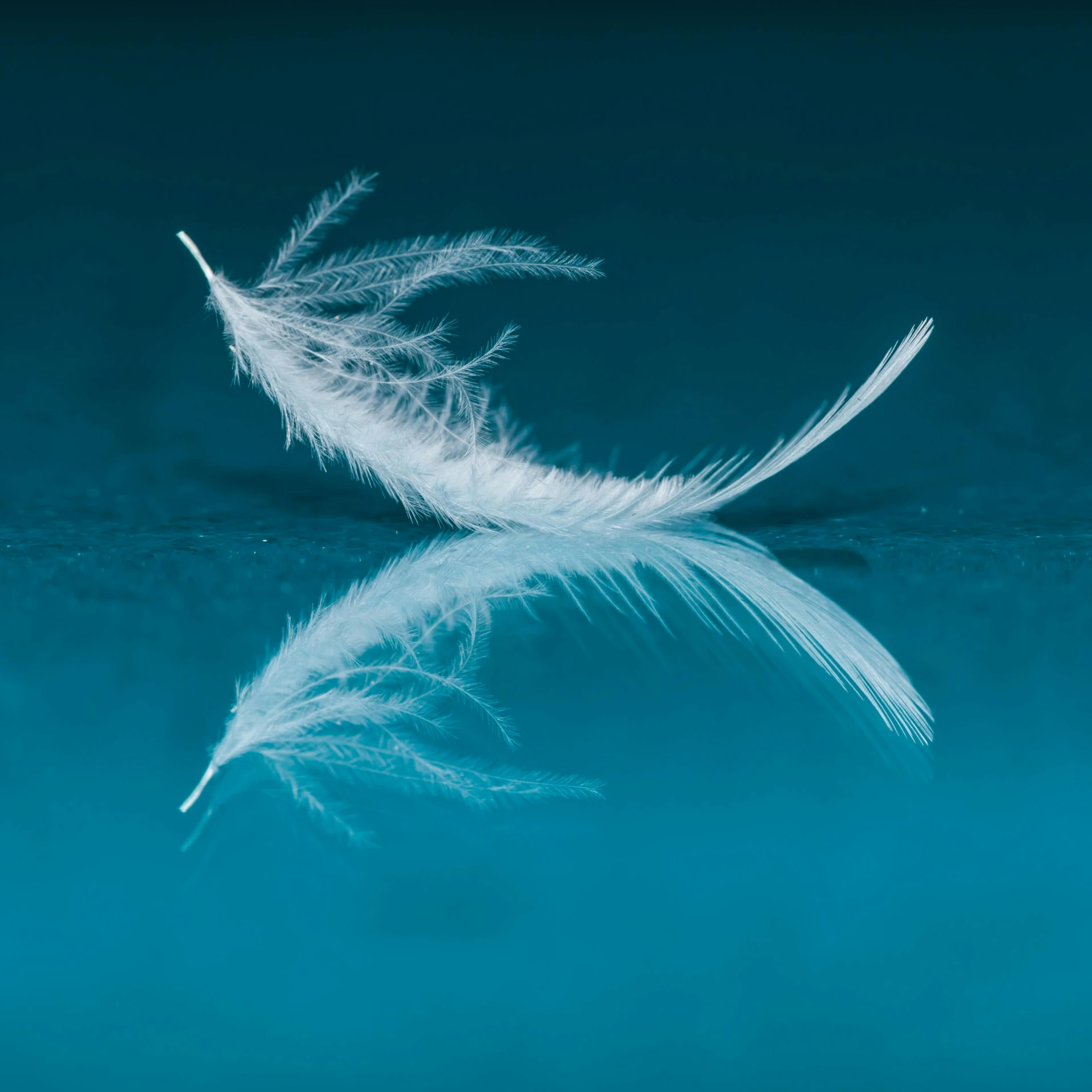 a single white feather laying on water surface