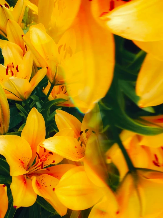 a yellow flower is shown with several green stems