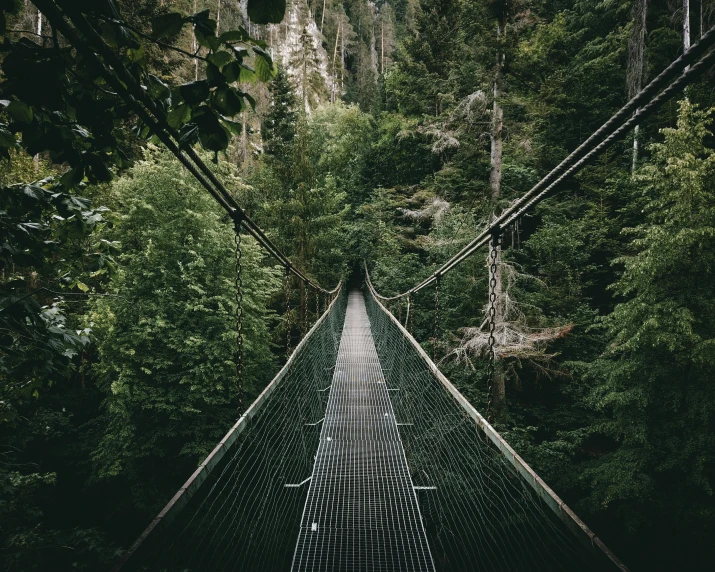 an overhead hanging bridge in a forest
