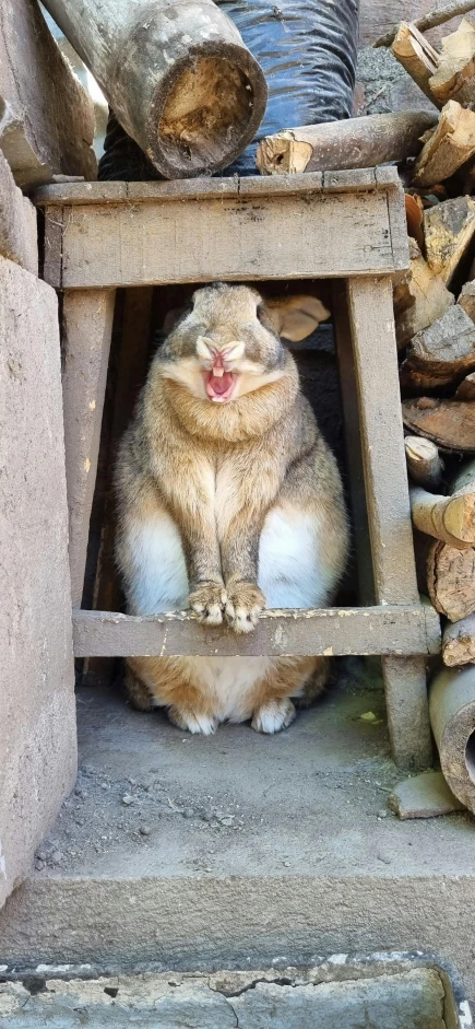 a rabbit sits underneath a bench surrounded by logs and wood