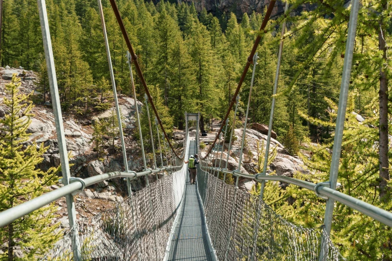 a suspension bridge suspended over the forest, with pine trees