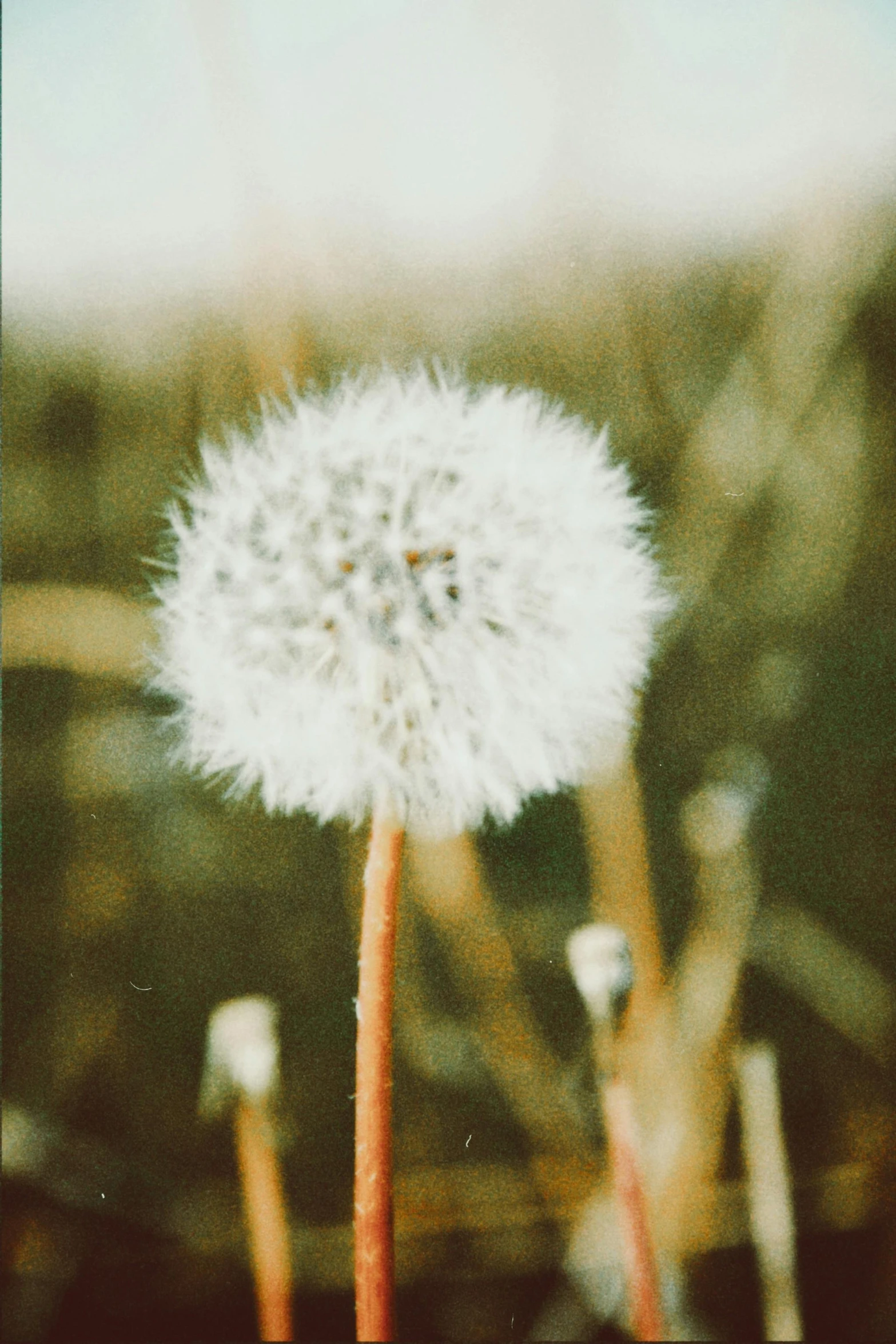 a small white dandelion that is blowing in the wind