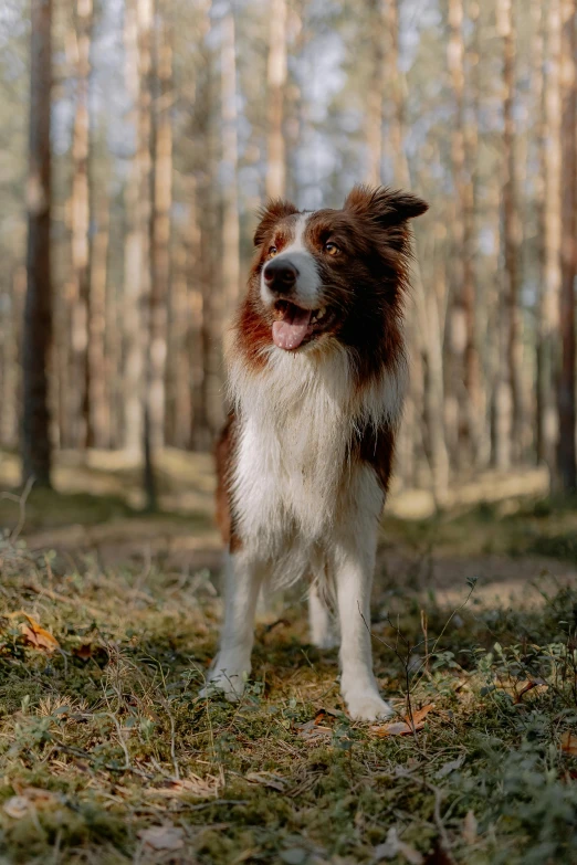 a dog standing on the ground in front of some trees