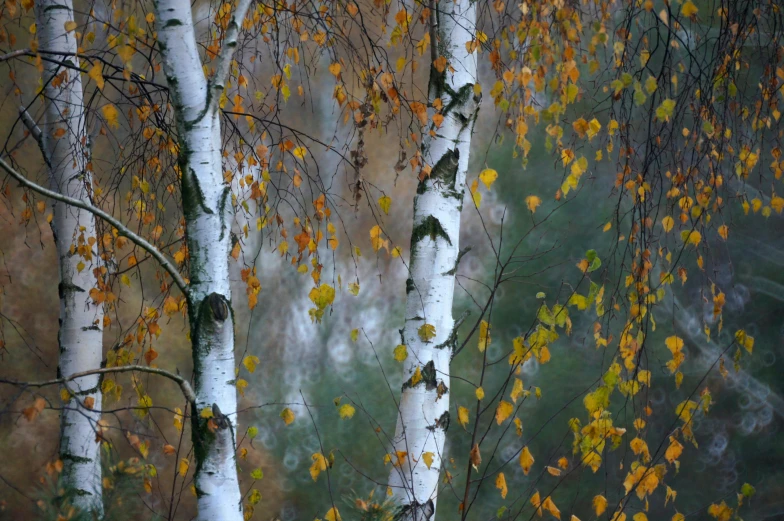 trees with fall foliage in an autumn forest